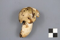 Russula crassotunicata image